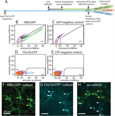 Hindbrain V2a Neurons Pattern Rhythmic Activity of Motor Neurons in a Reticulospinal Coculture